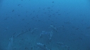 REQUINS POINTE BLANCHE, PLONGEUR