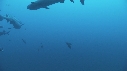 REQUINS POINTE BLANCHE, CARANGUES