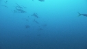 REQUINS POINTE BLANCHE, CARANGUES