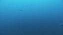 REQUINS POINTE BLANCHE, CARANGUES