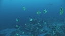 CARANGUES, POISSONS PAPILLONS