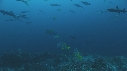 REQUINS POINTE BLANCHE, CARANGUES