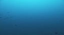 REQUINS POINTE BLANCHE, CARANGUES REQUIN MARTEAU