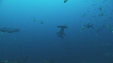 REQUIN MARTEAU