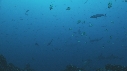 REQUIN MARTEAU
