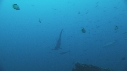 REQUIN MARTEAU, POISSONS PAPILLON