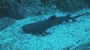 REQUINS POINTE BLANCHE