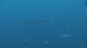REQUINS POINTE BLANCHE, CARANGUE, POISSONS PAPILLON