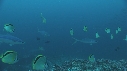 CARANGUES, POISSONS PAPILLONS