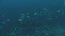 CARANGUES, POISSONS PAPILLONS