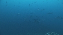 REQUINS POINTE BLANCHE, CARANGUES