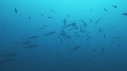 REQUINS POINTE BLANCHE, CARANGUES