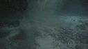 PLONGEUR, REQUINS POINTE BLANCHE