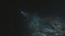PLONGEUR, REQUINS POINTE BLANCHE