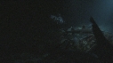 PLONGEUR, REQUINS POINTE BLANCHE