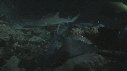 PLONGEUR, REQUINS POINTE BLANCHE
