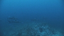 REQUINS POINTE BLANCHE, CARANGUES