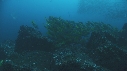 BANC DE LUTJANS, CARANGUE