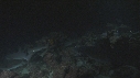 REQUINS POINTE BLANCHE, CARANGUE