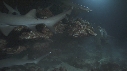 REQUINS POINTE BLANCHE