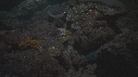 REQUINS POINTE BLANCHE, POISSONS