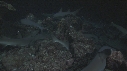REQUINS POINTE BLANCHE