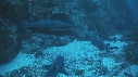 PLONGEUR, REQUIN POINTE BLANCHE