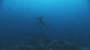 REQUIN MARTEAU, POISSONS PAPILLON