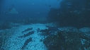 RAIE, REQUIN POINTE BLANCHE