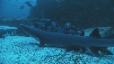 REQUINS POINTE BLANCHE, RAIE