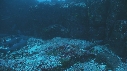 CARANGUES, REQUIN POINTE BLANCHE
