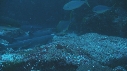 CARANGUES, BALISTES REQUIN POINTE BLANCHE