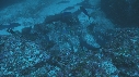 CARANGUES, BALISTES REQUIN POINTE BLANCHE