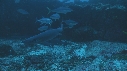 CARANGUES ARC EN CIEL, REQUIN POINTE BLANCHE
