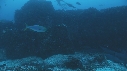 CARANGUES ARC EN CIEL, REQUIN POINTE BLANCHE