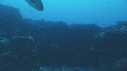 CARANGUES ARC EN CIEL, POISSONS, REQUIN POINTE BLANCHE