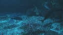 CARANGUES ARC EN CIEL, POISSONS, REQUIN POINTE BLANCHE