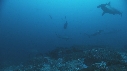 REQUIN MARTEAU, CARANGUE, DERMATOLEPIS