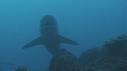 REQUIN MARGINATUS, CARANGUE