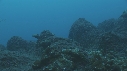 REQUIN MARGINATUS, CARANGUE