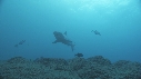 REQUIN MARGINATUS, CARANGUE