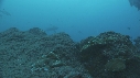 REQUIN MARGINATUS, CARANGUE