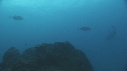 REQUIN MARGINATUS, CARANGUE