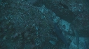 BANC DE LUTJANS, RAIE, REQUIN POINTE BLANCHE