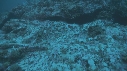 DERMATOLEPIS
