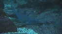 REQUINS POINTE BLANCHE, PETITS POISSONS