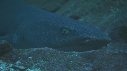 REQUINS POINTE BLANCHE, PETITS POISSONS