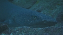 REQUINS POINTE BLANCHE, PETITS POISSONS