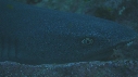 REQUINS POINTE BLANCHE, PETITS POISSONS