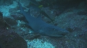 REQUINS POINTE BLANCHE, PETITS POISSONS